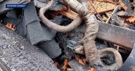 Resident, 60 snakes die in morning house fire