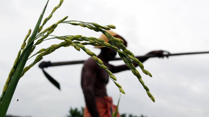 PM-Kisan 21st instalment released: ₹2,000 for eligible farmers