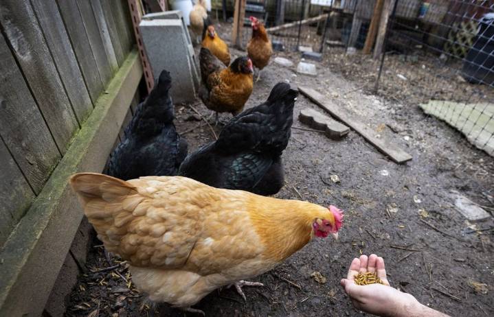 WA resident dies from bird flu variant never before seen in humans