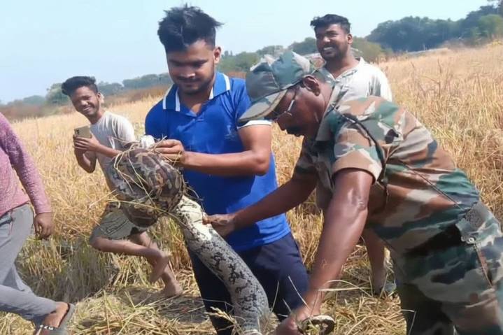 8-foot-long python rescued from farmland in Odisha’s Nuapada
