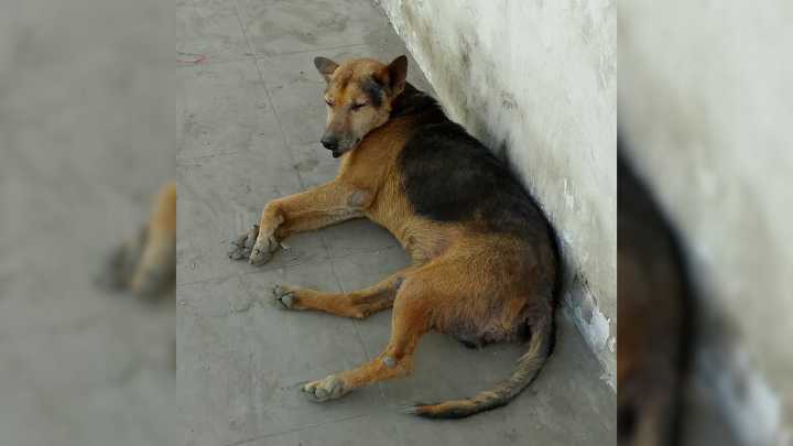 “Bobby” intenta recuperarse de una severa escabiosis