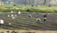 MinTrabajo reforzará revisión de garantías y derechos laborales de trabajadores agro