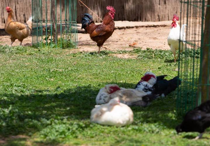 Gipuzkoa esquiva la prohibición de criar aves al aire libre por el aumento de casos de gripe aviar