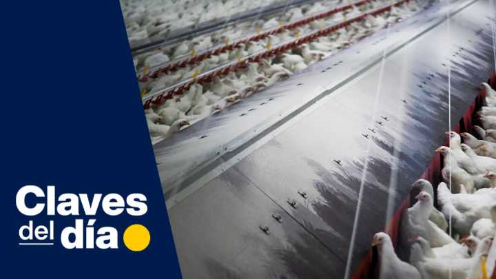 Claves del día | El encarecimiento de los huevos: más allá de la gripe aviar, el verdadero factor oculto