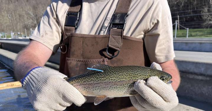 WVDNR offers $100 reward for West Virginia tagged trout