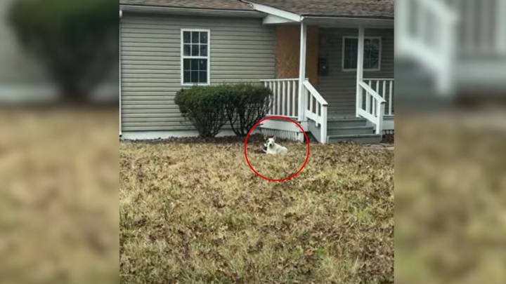Missouri Rescue Team Finds Brave Mom Starving Yet Still Guarding Her Little Ones Near Empty House