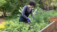 12 Ways To Prep Garden Herbs For Winter So They Come Back Thriving In Spring