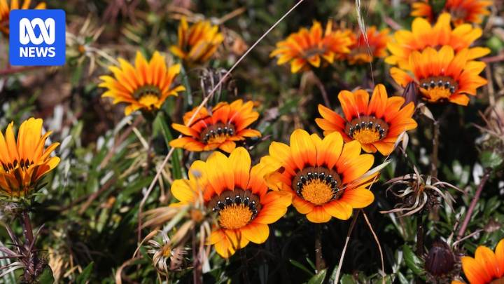 Farmers and environmentalists call for national ban on selling invasive weed gazania