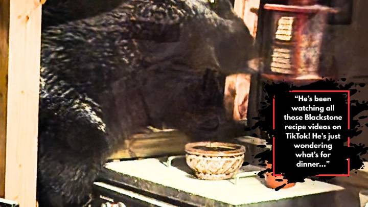 Big Ol’ Bear Caught on a Front Porch in East Greenbush!