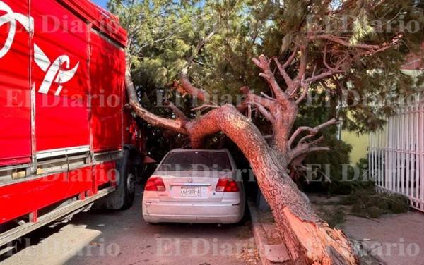 Galería.- Conductor de camión de refrescos derriba un árbol y causa daños en un auto