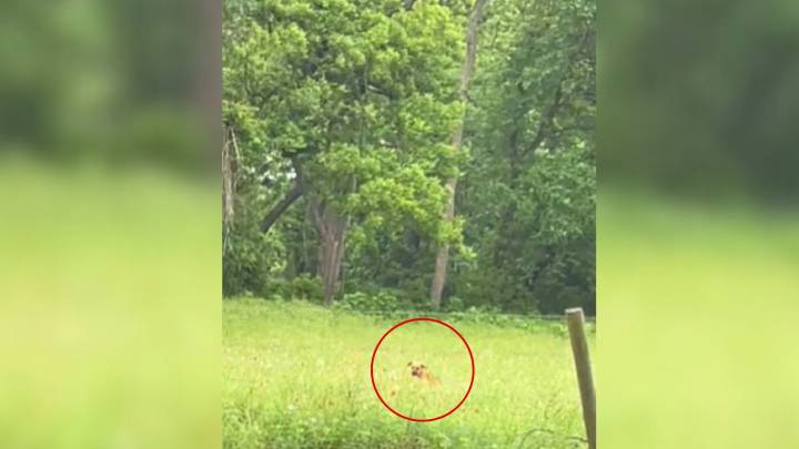 Texas Pup Found Alone In A Field Becomes The Unexpected Hero Of Another Dog’s Story