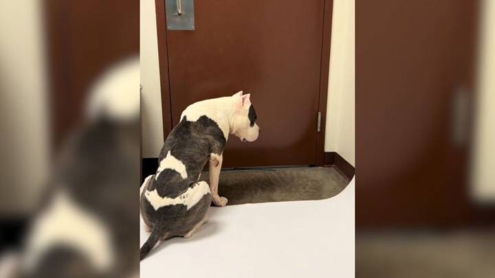 Arizona Shelter Pup On Euthanasia List Gets A Miracle Chance At The Last Moment