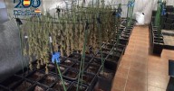 Así era la plantación de marihuana que escondían junto a un colegio en Ugena: 830 plantas y cuatro detenidos