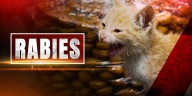 Health officials issue rabies alert after capturing infected cat in downtown Ocala