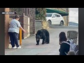 Viral encounter with wild bear sparks outrage online