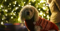 The surprising decorations that could harm your dog this Christmas
