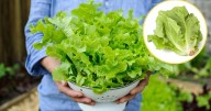 ¿Cómo cultivar lechuga en maceta? Tips sencillos para disfrutar hojas frescas en casa