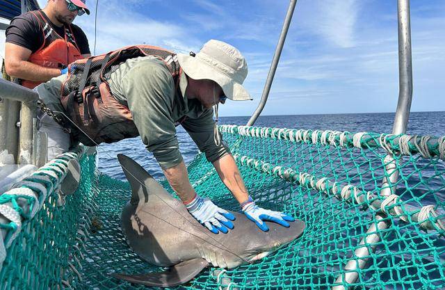 Shark research effort still has bite after 50 years