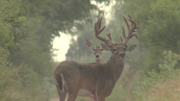 Richard Moore Outdoor Report: Beautiful Bucks