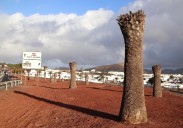 Yaiza pide retirar restos de palmeras en Uga