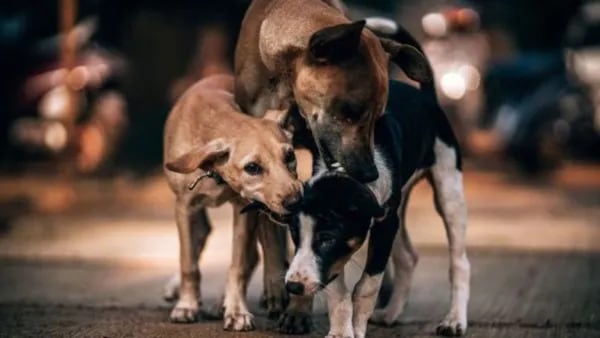 Supreme Court to pass directions on feeding of stray dogs in govt office premises on Nov 7