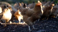 Estos son los ocho concejos en los que Agricultura pide confinar a las aves de corral ante el riesgo de gripe aviar
