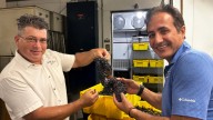Florida sorprende: cosechan uvas resistentes y renace el vino local
