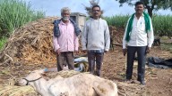 Hemorrhagic septicemia bacterial infection spreads to livestock, Belagavi farmers worried