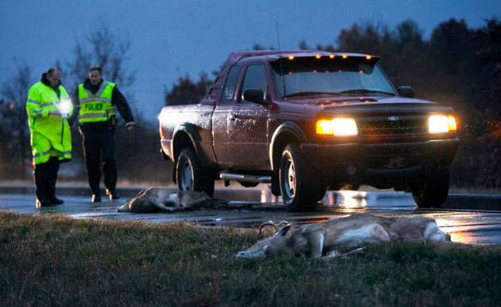 Michigan drivers have the 4th best odds of hitting wildlife