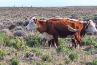 Neuquén se declaró en emergencia agropecuaria por sequía ante Nación