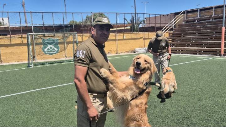 12 perros de la Escuela de Adiestramiento Canino de Carabineros harán su "práctica profesional" en Antofagasta