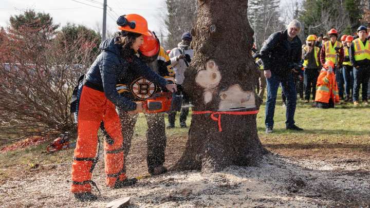 Nova Scotia sends its annual Christmas thank you to Boston