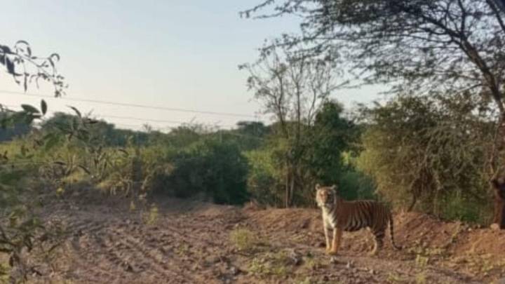 Maharashtra forest department clarifies on viral tiger image circulating