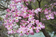 The #1 Tree to Plant in November for Stunning Spring Blossoms