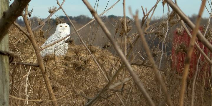 Snowy owl spotted Friday in Madison