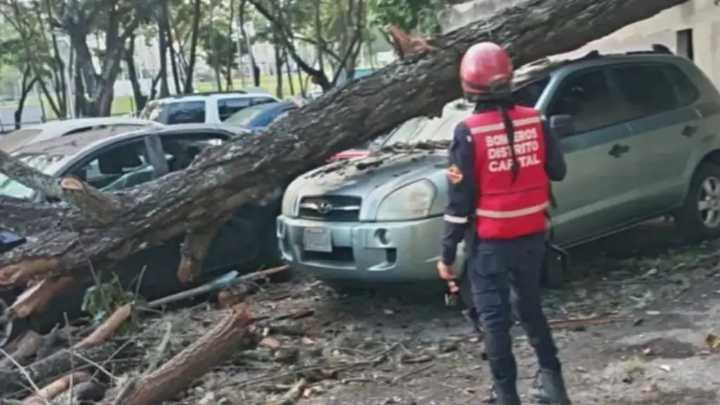 Múltiples vehículos resultaron destruidos tras el colapso de un árbol en Caracas