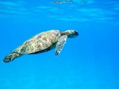 Destacan temporada exitosa de conservación de tortugas marinas en México