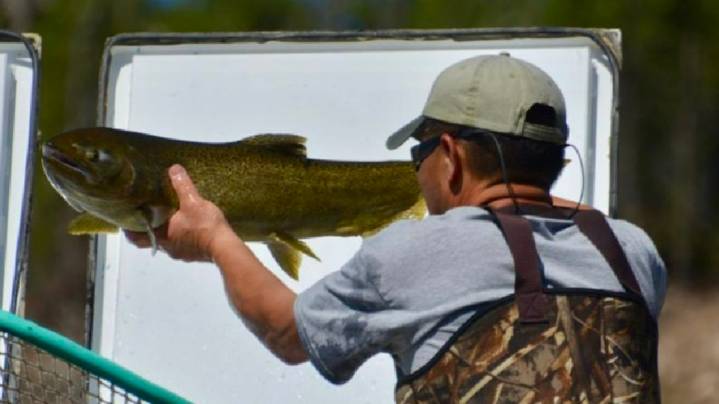 Oxygen pump malfunction kills 1.2M Chinook salmon at Idaho hatchery