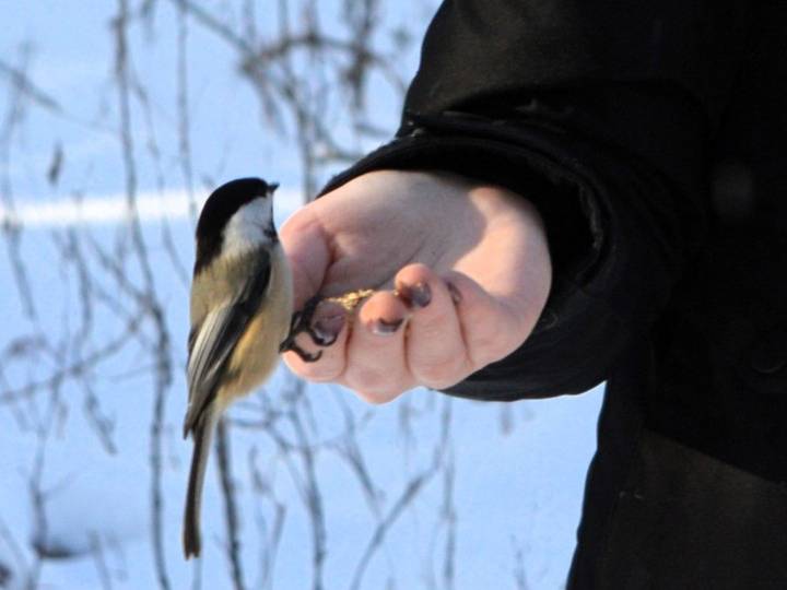 Cornwall to continue its bird-friendly initiatives | Brockville Recorder & Times