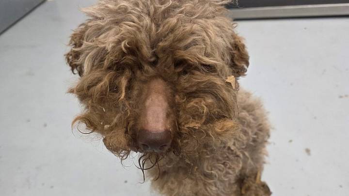 Humane Society Monroe County starts gofundme for emaciated dog Angel
