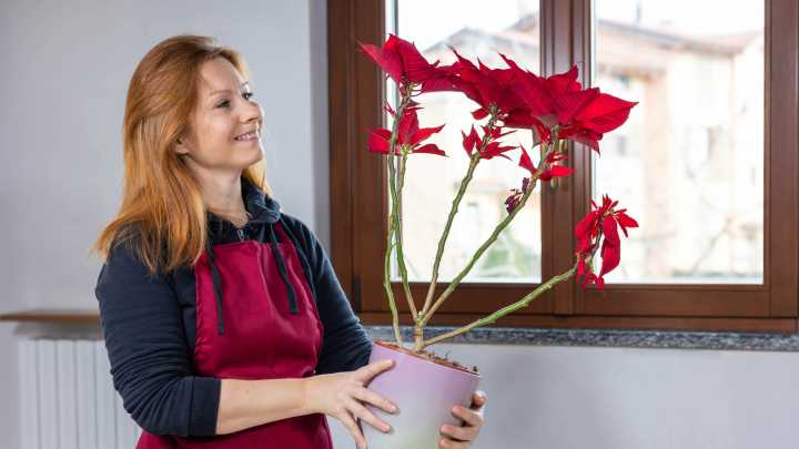 Keep Your Poinsettia Plants Thriving With One Simple Addition To The Soil