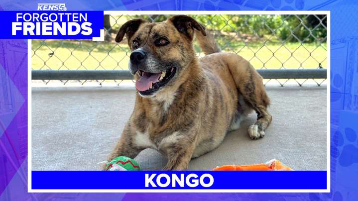 Nick the Shepherd Mix Awaits a Forever Home