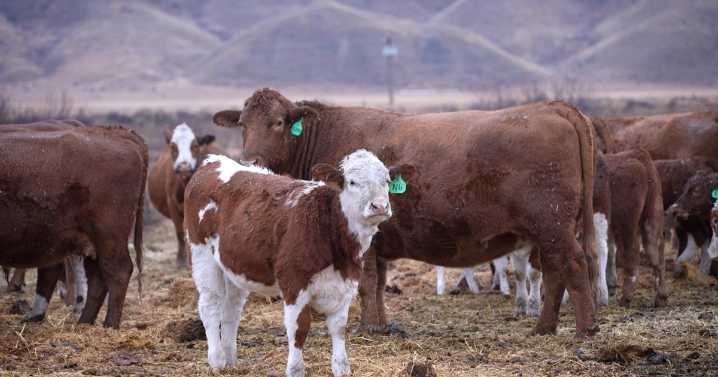 Red Flame Ranch: From pasture to plate