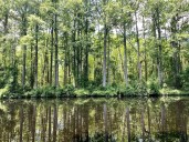 Crews in Chesapeake respond to overturned boat in Lake Drummond