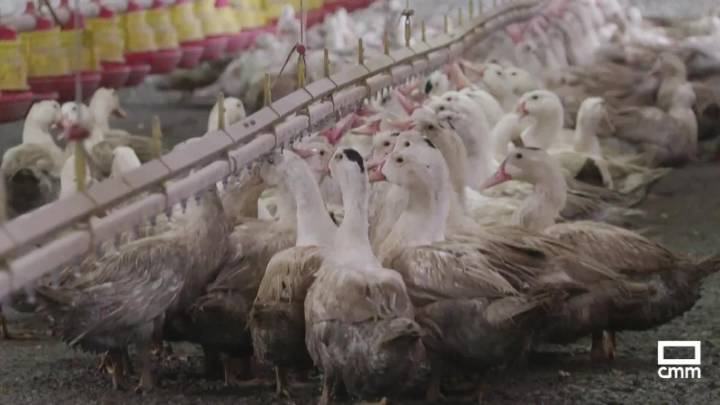 ¿Cómo se detecta la gripe aviar?