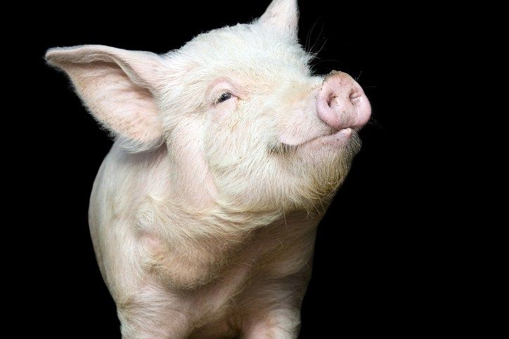 YPD responds to reports of pig on the loose