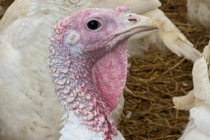 Opinion: No “thanks given,” for Thanksgiving’s brutally slaughtered turkeys
