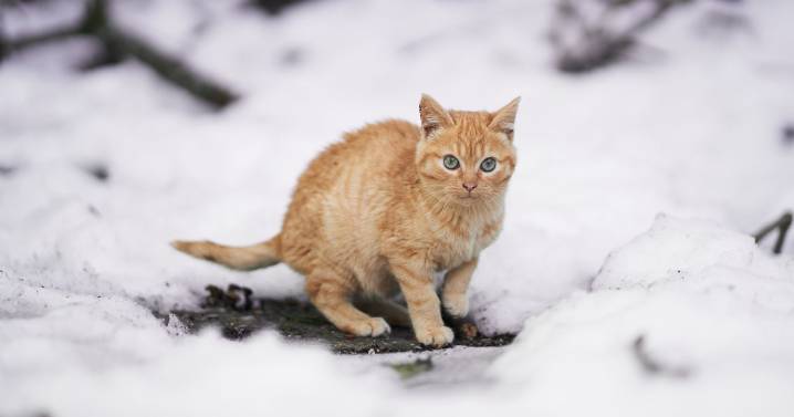 Vet explains when it's too cold to let your cat go outside this winter