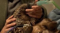 Saving pangolins at a pioneering facility in South Africa