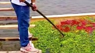 Un hombre sorprende al mundo al revelar que alimenta a sus peces con ¡5,000 kilos de chile diario! Entérate de su insólito método.